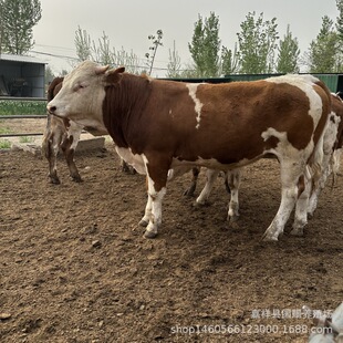 �m���Ϸ��؅^Ȧ�B���B���SţƷ�N-���N������ţ�� �������T����ţ