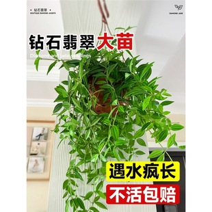 �ʯ�����m�҃�ֲ�����ԾGֲ���}���ݴ����ļ�����ˮ����B�L��