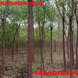 �z�dľ�������l���|�G��������ľ ���~�lì�� ͥԺ�@�ַNֲ�z��ľ