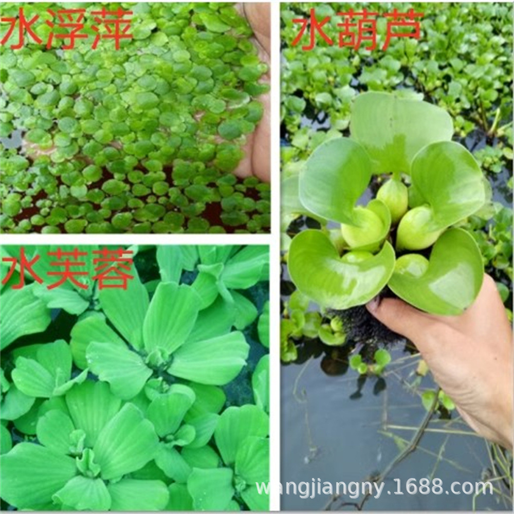 Aquatic plant water hibiscus water gourd red Aquatic plant floats