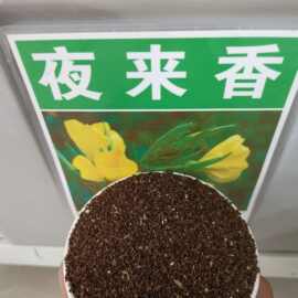 夜来香种子夜香花花草种子夜兰香千里香花卉盆栽种子高出芽率