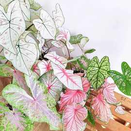 仿真手感绿植外贸厂家5头手感彩芋叶海芋叶雨林景观园林绿植批发