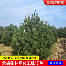 白皮松树苗观赏树规格全白皮松树苗带营养钵工程苗白皮松 油松