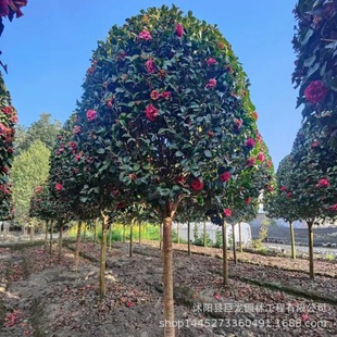 Base Camellia Seedlings Camellia Tree Camellia Potted Plants Villa Courtyard Flowering Plants Also Known as Camellia