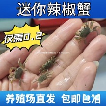 迷你辣椒蟹观赏蟹水族批发小螃蟹相手蟹寄居蟹摆摊活的小螃蟹