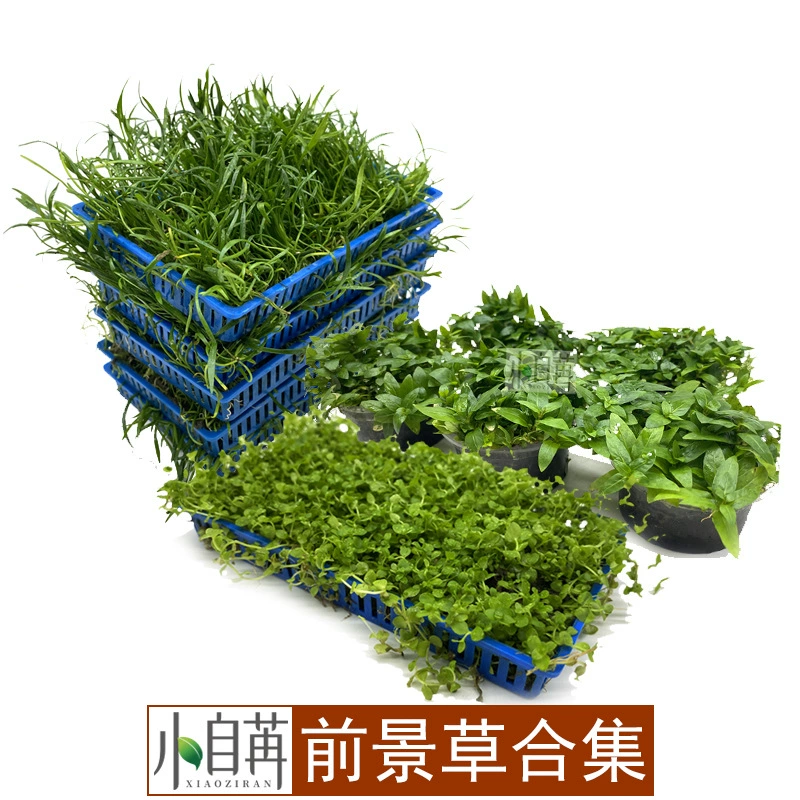 Аквариум на переднем плане Трава Водяная трава Ползание и ложь на земле Мини-карлик Жемчужные коровьи волосы Япония Карликовое озеро Сизи Южноамериканская коллекция игл