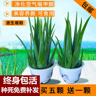�������J�C���Կ�ʳ��ֱ�������J�C����ȩ�J�C����