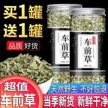 车前草茶野生车前草功效中药材精选无硫新货正宗泡水泡茶罐装