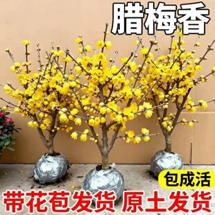 �D÷��������d���ԅ���ͥԺ�L����÷�����Ϙ��ͺ��tԭ������Ϟ÷