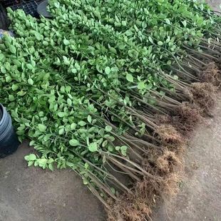 �����������S�����ͥԺֲ���ͺ��ļ�����G����ľ���ڻh�ʌ�����