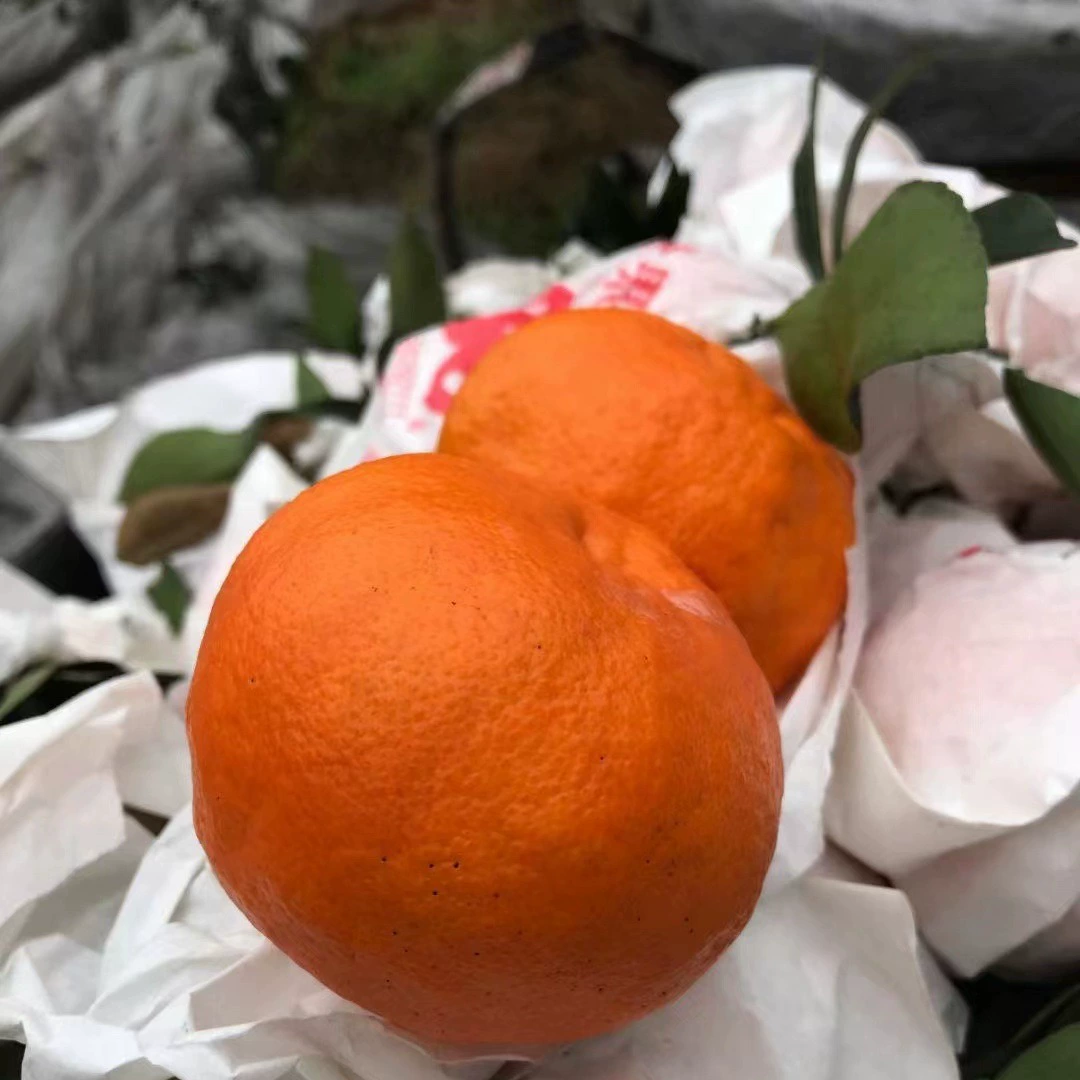 Товары в наличии для дропшиппинга: свежесобранные и отправленные цитрусовые фрукты Асми из сада Данлин, Мэйшань, оптом.