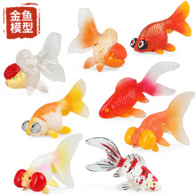 丹頂金魚 丹頂金魚批發 促銷價格 產地貨源 阿里巴巴