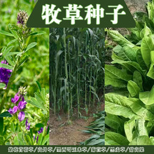 �S�����l�ϻ���ޣ�N���K���ݸߵ�������������������ݾ��Ĳ�����