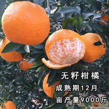 正宗临海涌泉早熟蜜橘苗无核橘子树苗嫁接无籽柑橘桔子苗当年结果