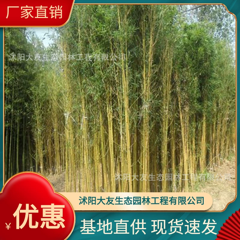 Базовые оптовые продажи собственного производства инкрустированные золотом нефритовые саженцы бамбука Живописный пейзаж дорога сад инженерные Зеленые саженцы