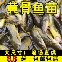 �S���~�簺���~�S�����~���S��~�絭ˮ�Bֳʳ�û��w�SѾ�^�S����