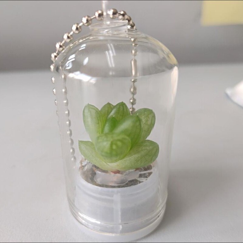 Mini Succulent Plant Pendant Miniature Landscape Keychain Couple Best Friend Student Gift Mini Succulent Plant Pendant Miniature Landscape Keychain Couple Best Friend Student Gift