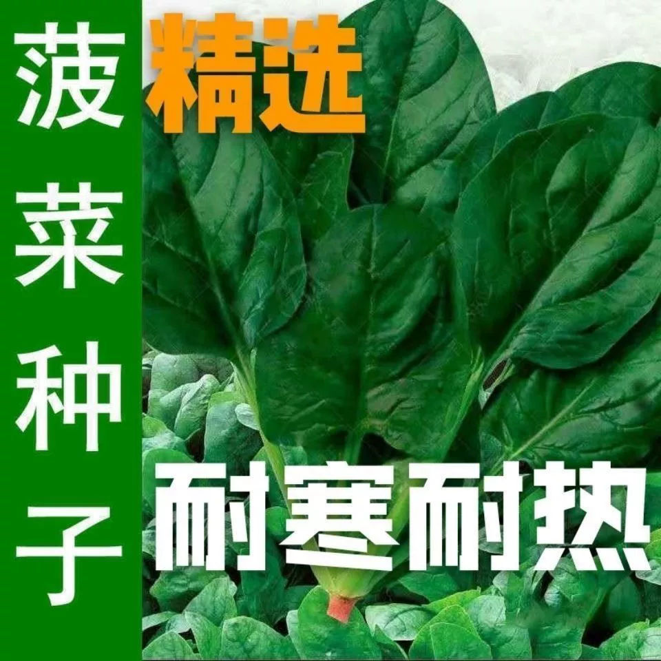 Семена шпината Four Seasons Быстрорастущие семена крупнолистового шпината Семена овощных культур Термостойкие морозостойкие Высокоурожайные мелколистные