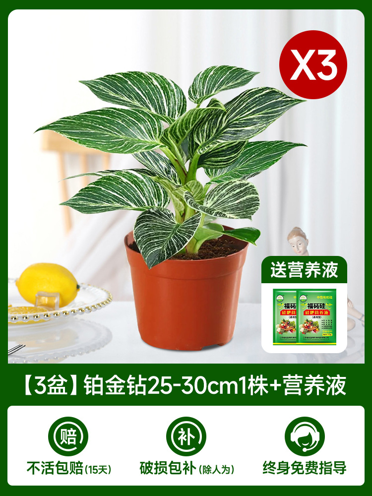 [3포트 16.8] 플래티넘 다이아몬드 25-30cm [물/토양 재배 가능] + 비료