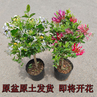 ӯ韽��y�����Ԙ��缾����ʳ���ϱ����Gֲ�����Ϙ�����ͥԺ�̨