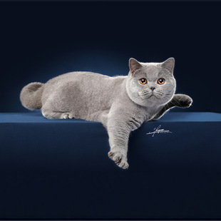 Британская короткая кошачья красавица Короткая и белая домашняя кошка живое тело золото и серебряный градиент