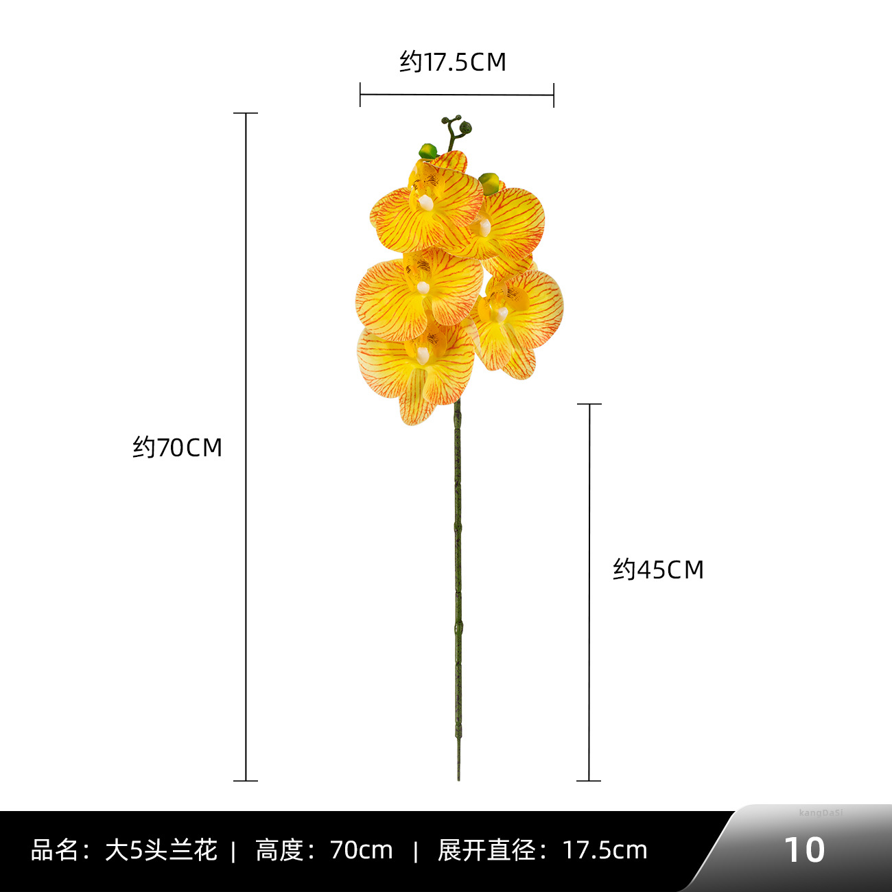 10 # 빅 5 호접란