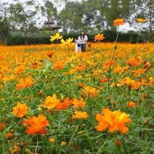 Vulcanized Cosmos Cosmos Seeds Huang Qiuying Flower Seeds Vulcanized Cosmos Seeds Are Easy to Grow in All Seasons and Are Resistant to Barrenness