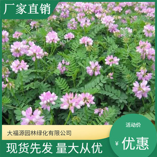 [Base Wholesale] Small Crown Flower Perennial Garden Slope Protection Flowers Small Crown Flower Potted Seedlings Complete Specifications