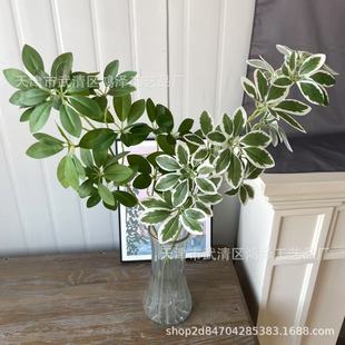 ���Q����ľ�Gֲ����߼��оGɫ��ˇ�b��Ƶ���û�Y�쾰���滨