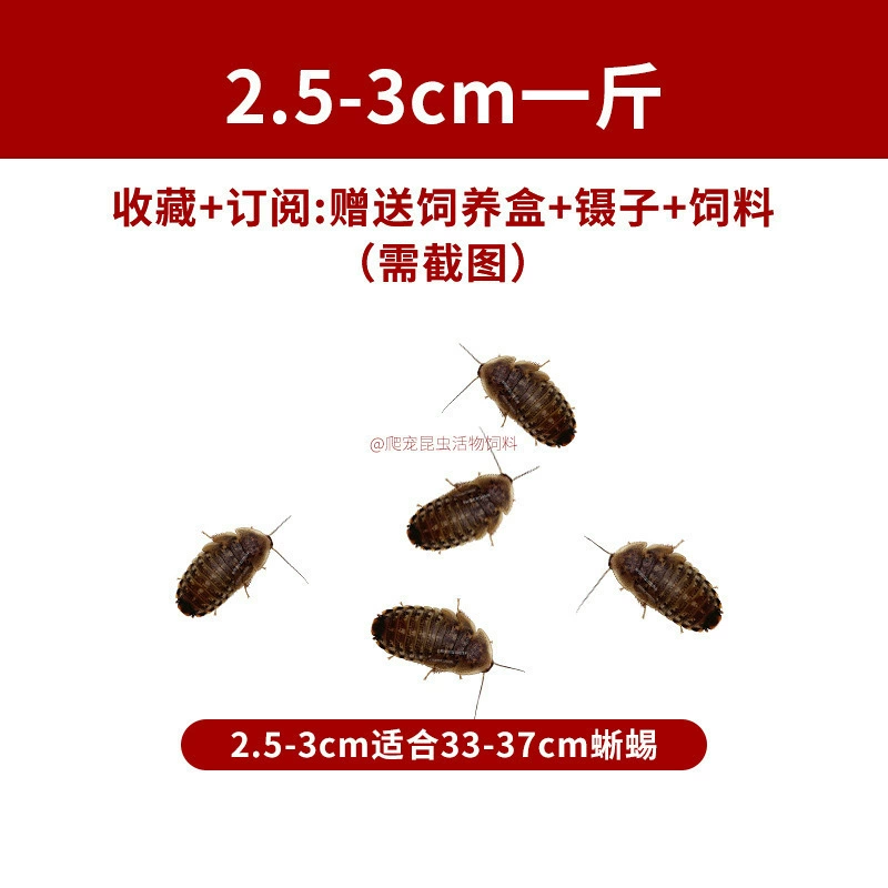 [杜比亚蟑螂昆虫爬宠活饵饲料新成体繁殖组半斤中国]