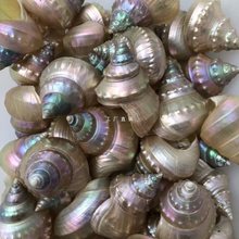 批发天然贝壳海螺白塔螺炫彩珍珠塔螺鱼缸水族造景寄居蟹窝替换壳