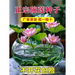 ˮ����ɏ�N����˯ɏ�ļ�ֲ��ɻ��_���߲������_���~�X�ݲ��ѷN��