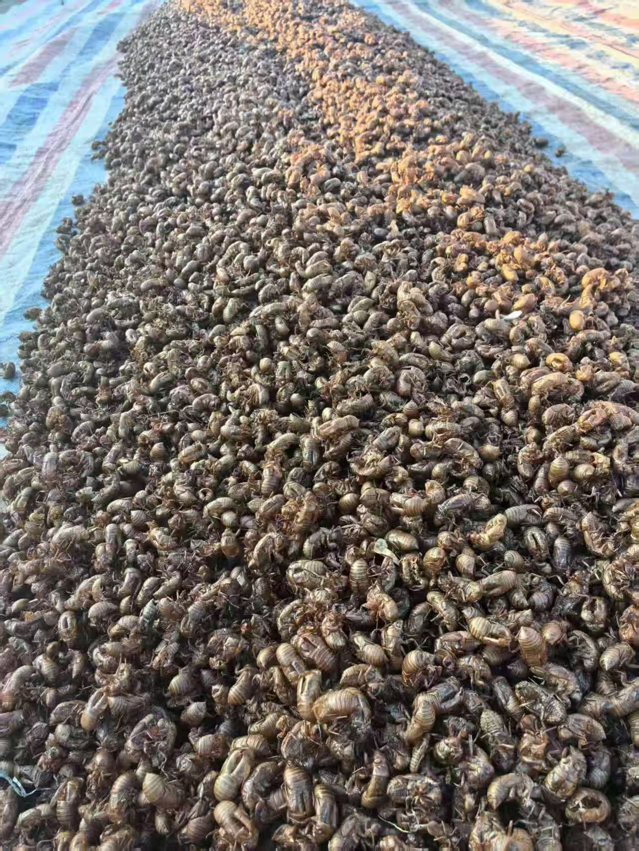 Cicada Slough Chan Tui 蝉蜕 Dried Whole Herb Water Washed Sulfur Free 500g quality and texture