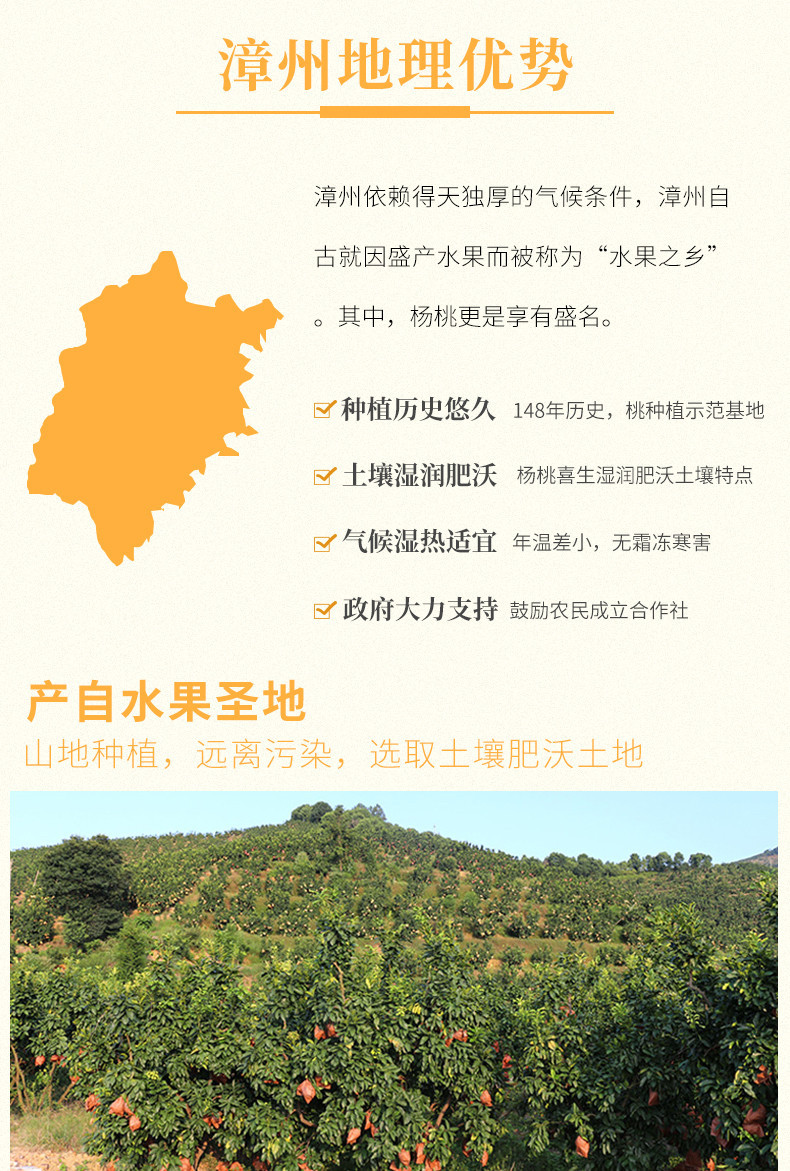 漳州杨桃_05副本.jpg