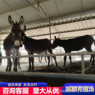 内蒙肉驴价格 200斤肉驴价 德州驴 华北驴 乌头驴养殖场