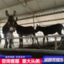 内蒙华北德州驴