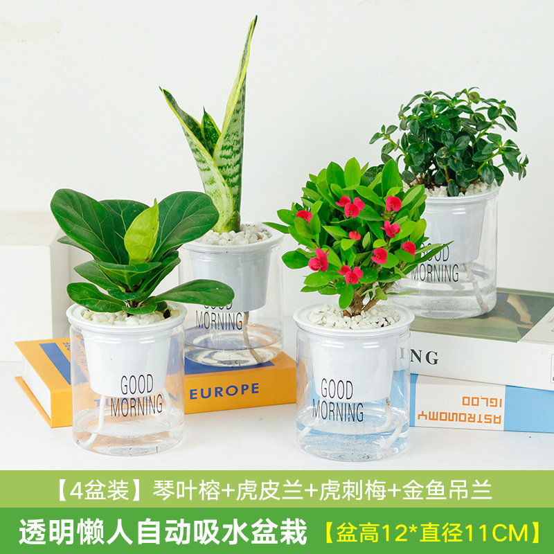 금붕어꽃 4화분 + 호랑이 피부 난초 + 호랑이 가시 매화 + 진예 반얀(흡수 화분) (무료 비)