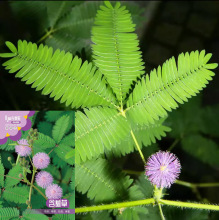 含羞草花籽多年生害羞草花卉种籽阳台盆栽花卉种子植物四季种