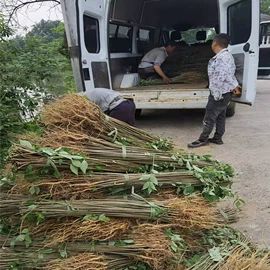 园林果树;灌木;乔木