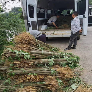Sichuan Thick-Skinned Phellodendron Saplings Wholesale Medicinal Phellodendron Saplings New Varieties Southern Medicinal Saplings Wholesale