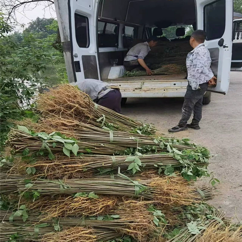 Сычуаньские толстокожие саженцы Phellodendron оптовая цена покупки лекарственных саженцев Phellodendron новые сорта южные лекарственные материалы