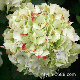 Jade Large Flower Hydrangea Balcony Courtyard Green Plant Double Flower Plant Potted Flower Seedlings Eight Immortals Hydrangea All Year Round Flower