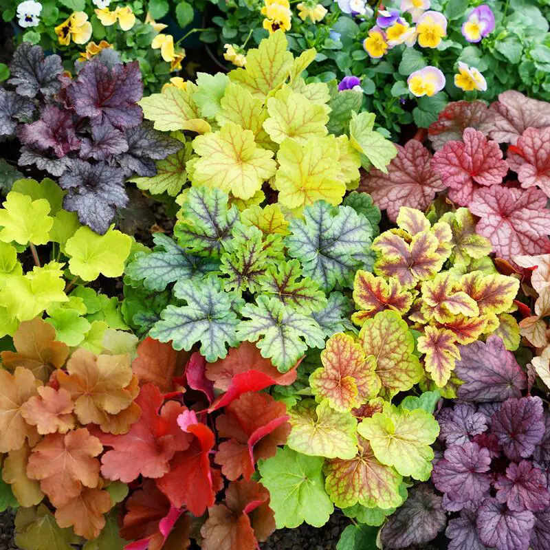 Квасцы корневые растения в горшках комбинированный пакет рассады в помещении морозостойкий Four Seasons двор балкон Лиственные саженцы цветы зеленые растения