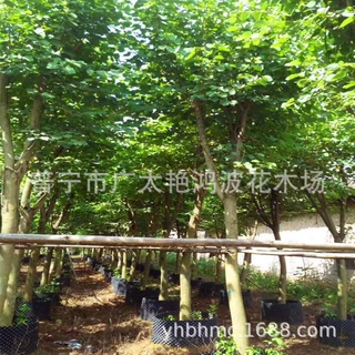 广东普宁供应6-18分红花紫荆香港紫荆艳紫荆园林绿化苗木庭院设计