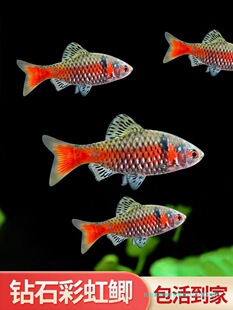 �lɫ�ʯ�ʺ��a�Ꭷ��ˮ�ͺ�С���^�p�~���B�ͻ�ݸ�ԭ�������~