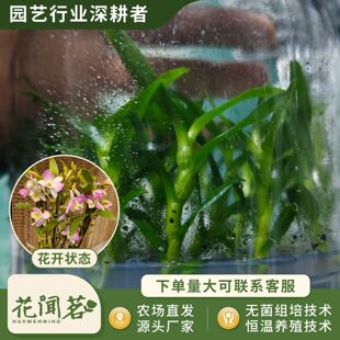 ��ʯ�� 3065���h�� ƿ���׳ɻ�M��С�� �҃������Ի�������r��