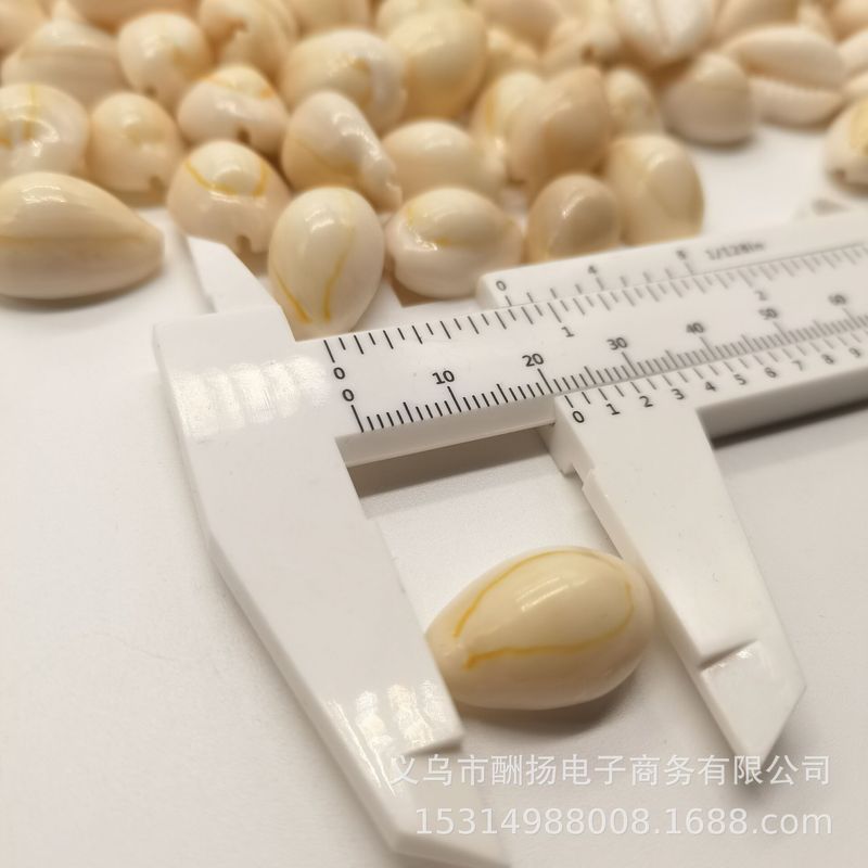 工場直販リングマネーゴールドエッジシェルコンクヒトデ1-3cmコンク手作り素材造園アクセサリー|undefined