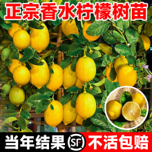 ˮʘԏV|ˮϷNֲʳ̨ʘ