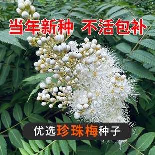 ����÷�N��ͥԺ����ֲ�� �ϱ��Nֲ �e���^�p�G�h�� �ͺ���ľ����