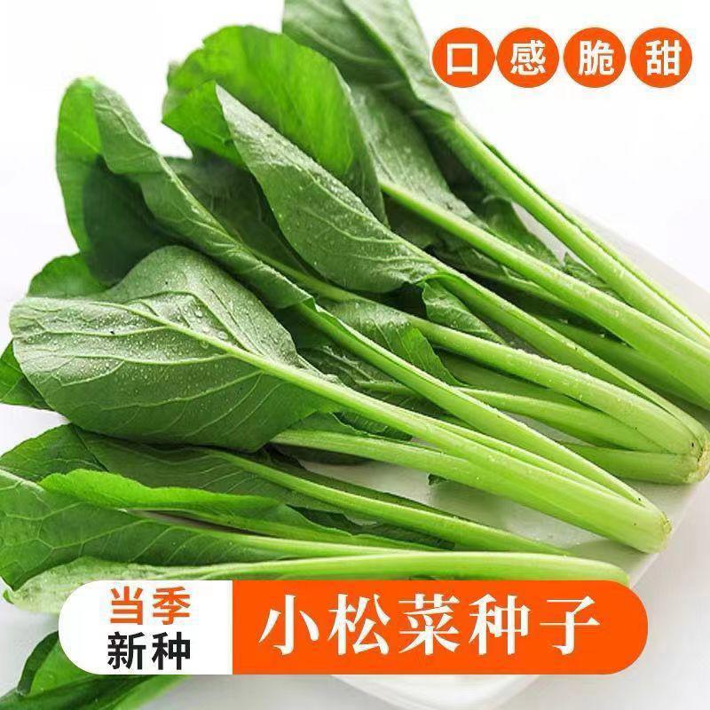 正宗小菘菜种子耐寒四季耐热速生青梗菜阳台青松菜小青菜小松菜籽